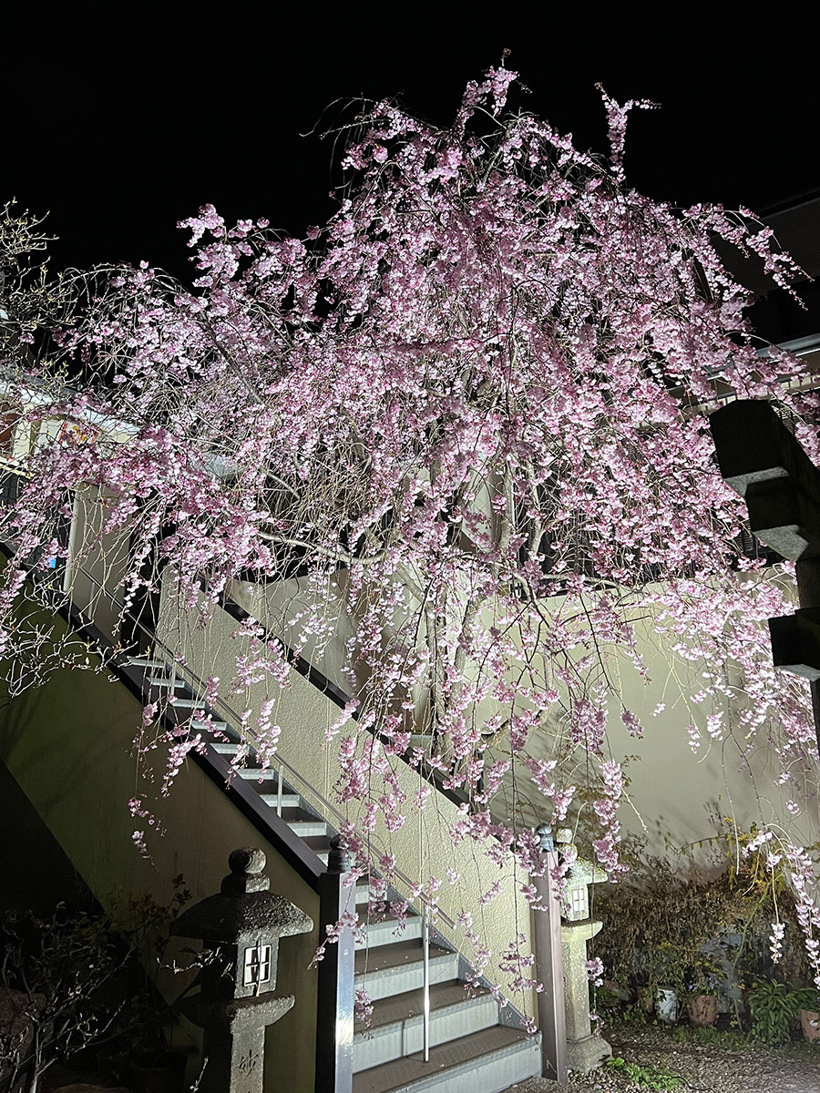 枝垂れ桜ライトアップ